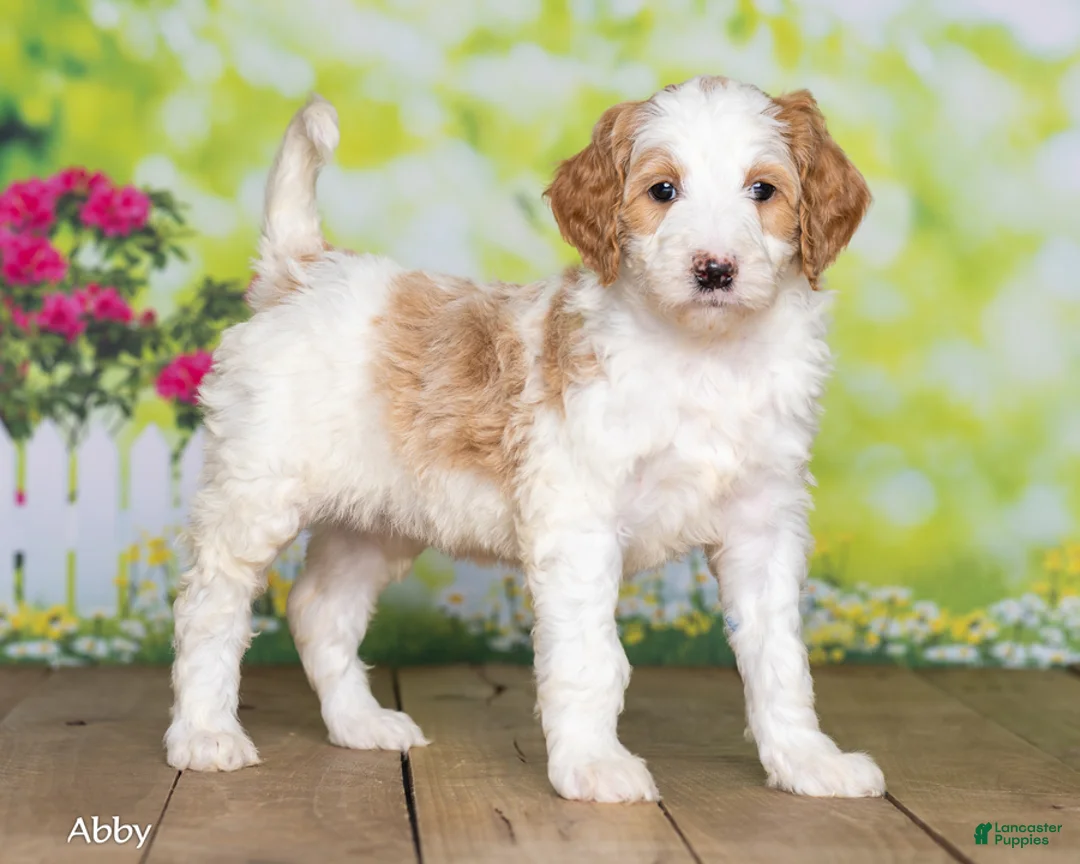 Goldendoodle dogs for sale: Abby - Ad 1