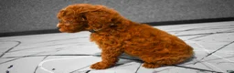 Miniature Poodle dogs for sale:  Lenny🐾 - Ad 5