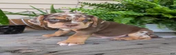 Beabull dogs for sale: Tank - Ad 7