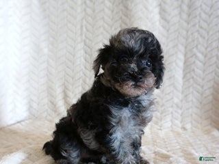 Toy Poodle dogs Lilly - Ad 37