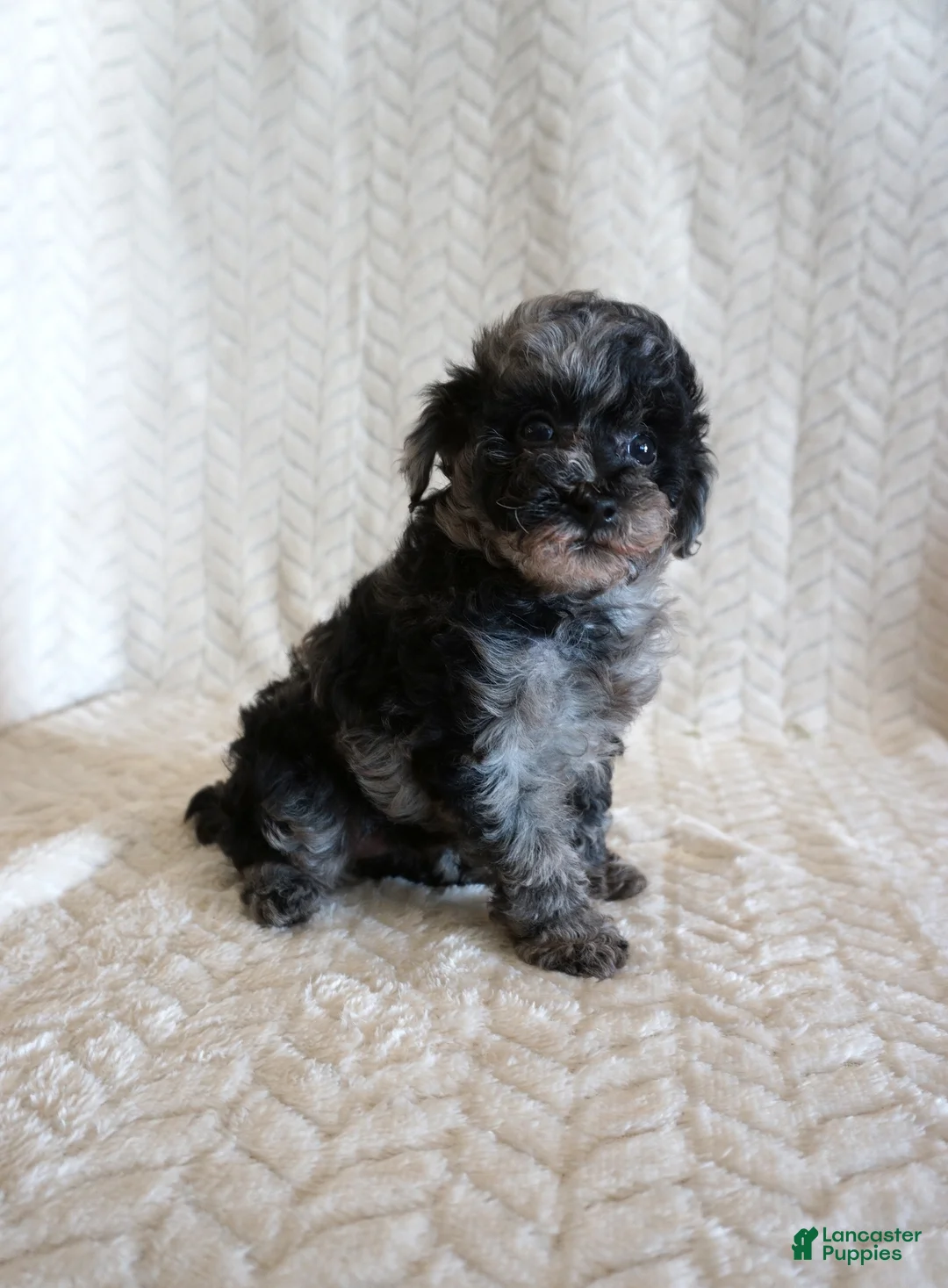 Toy Poodle dogs for sale: Lilly - Ad 4