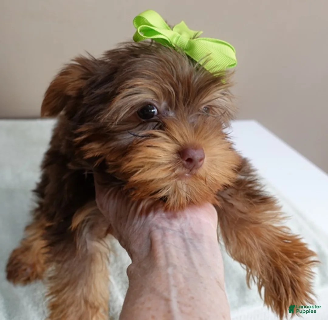Yorkshire Terrier dogs for sale: Samson - Ad 2