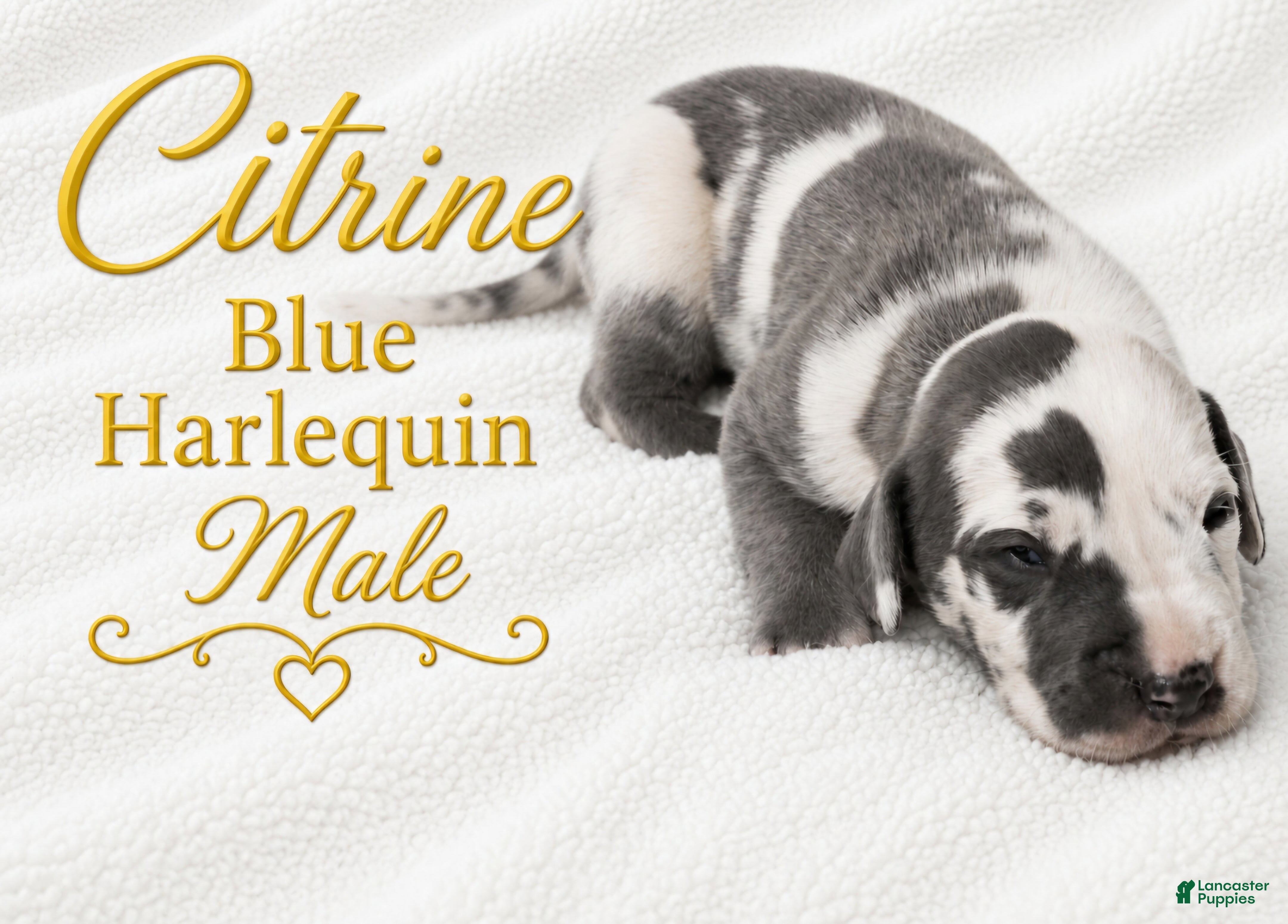 Great Dane dogs Citrine - Ad 34