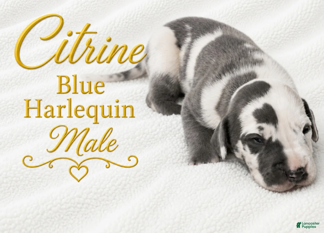 Great Dane dogs for sale: Citrine - Ad 1