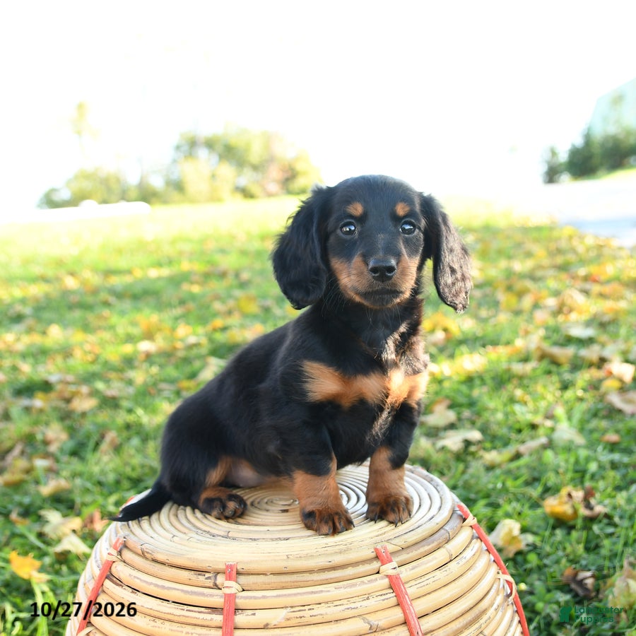 Miniature Dachshund dogs for sale: Autumn - Ad 1