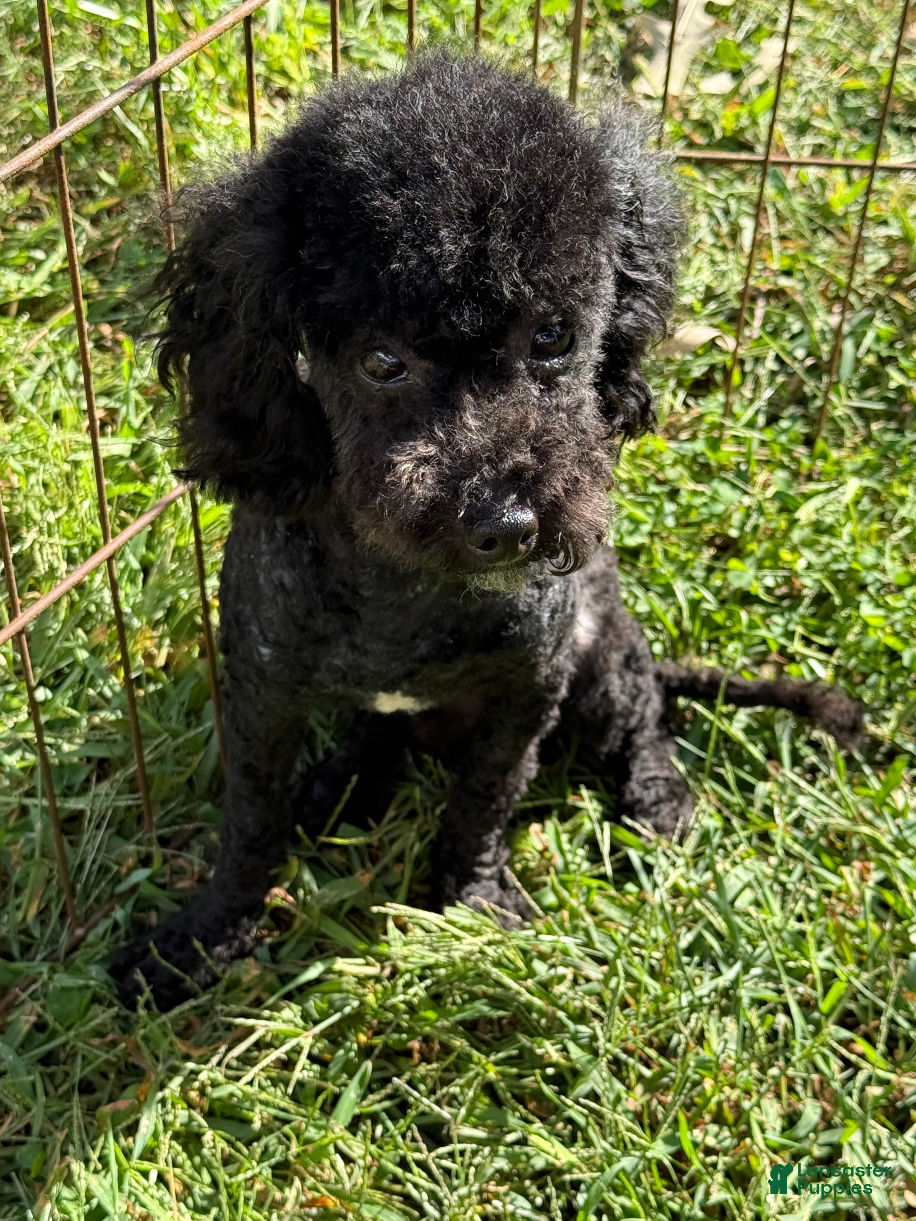 Toy Poodle dogs Jesse  - Ad 1
