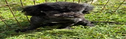 Toy Poodle dogs for sale: Jesse  - Ad 1