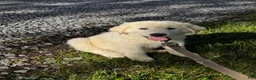 Great Pyrenees dogs for sale: Gina - Ad 4