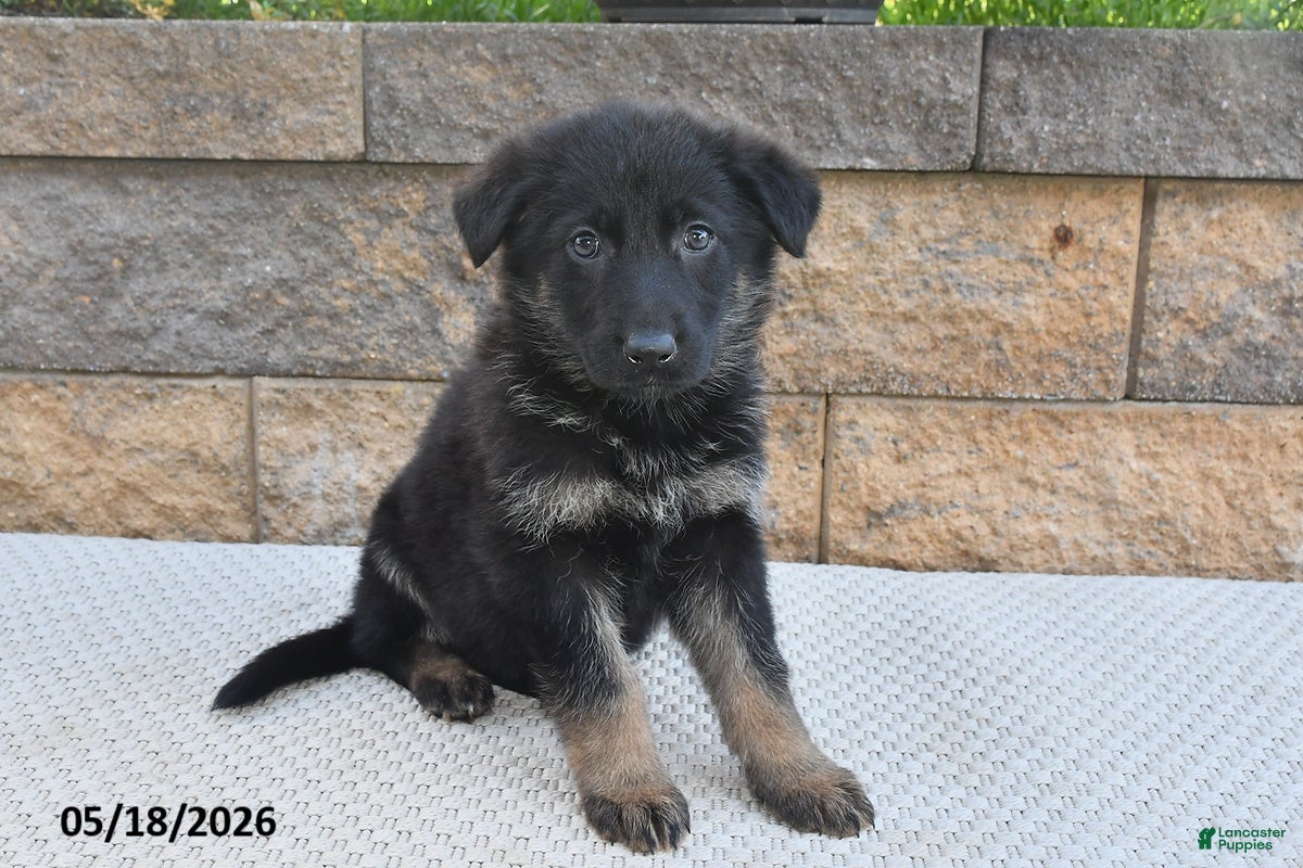German Shepherd dogs Lula - Ad 2