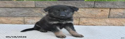 German Shepherd dogs for sale: Lula - Ad 2