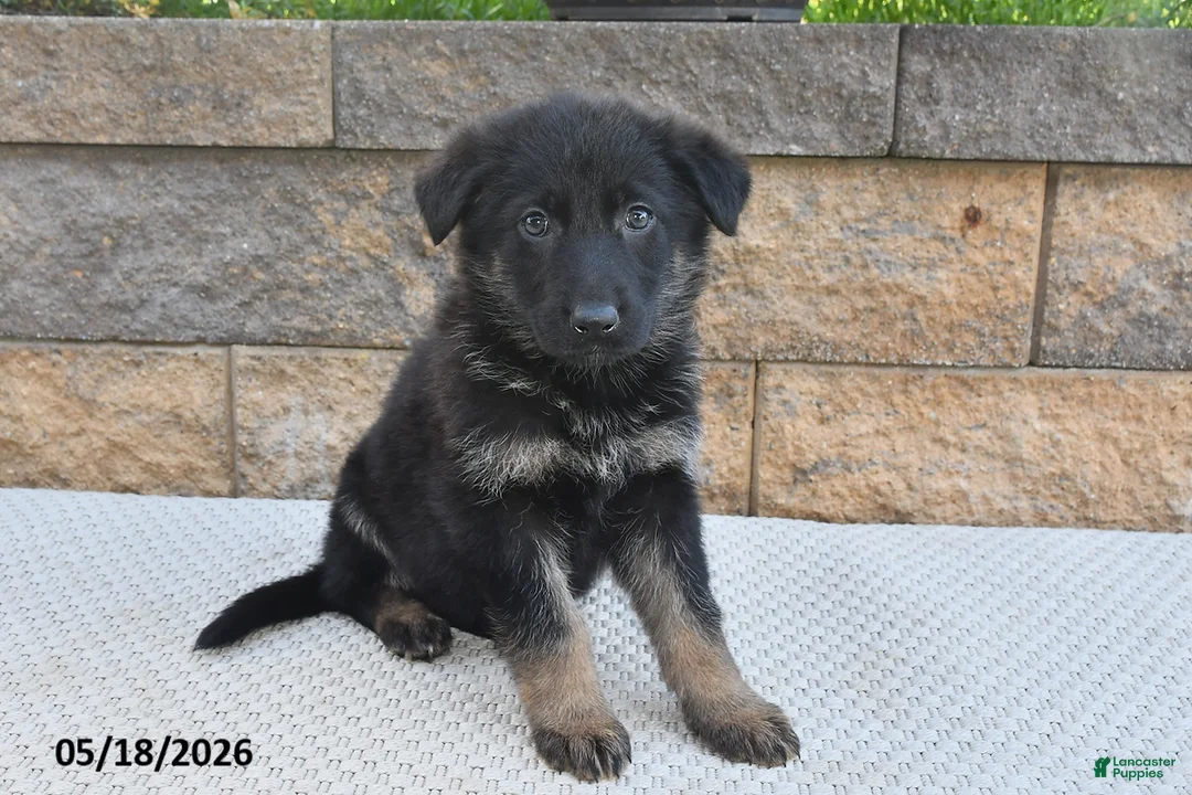German Shepherd dogs for sale: Lula - Ad 2
