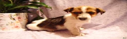 Jack Russell Terrier dogs for sale: Buddy - Ad 4