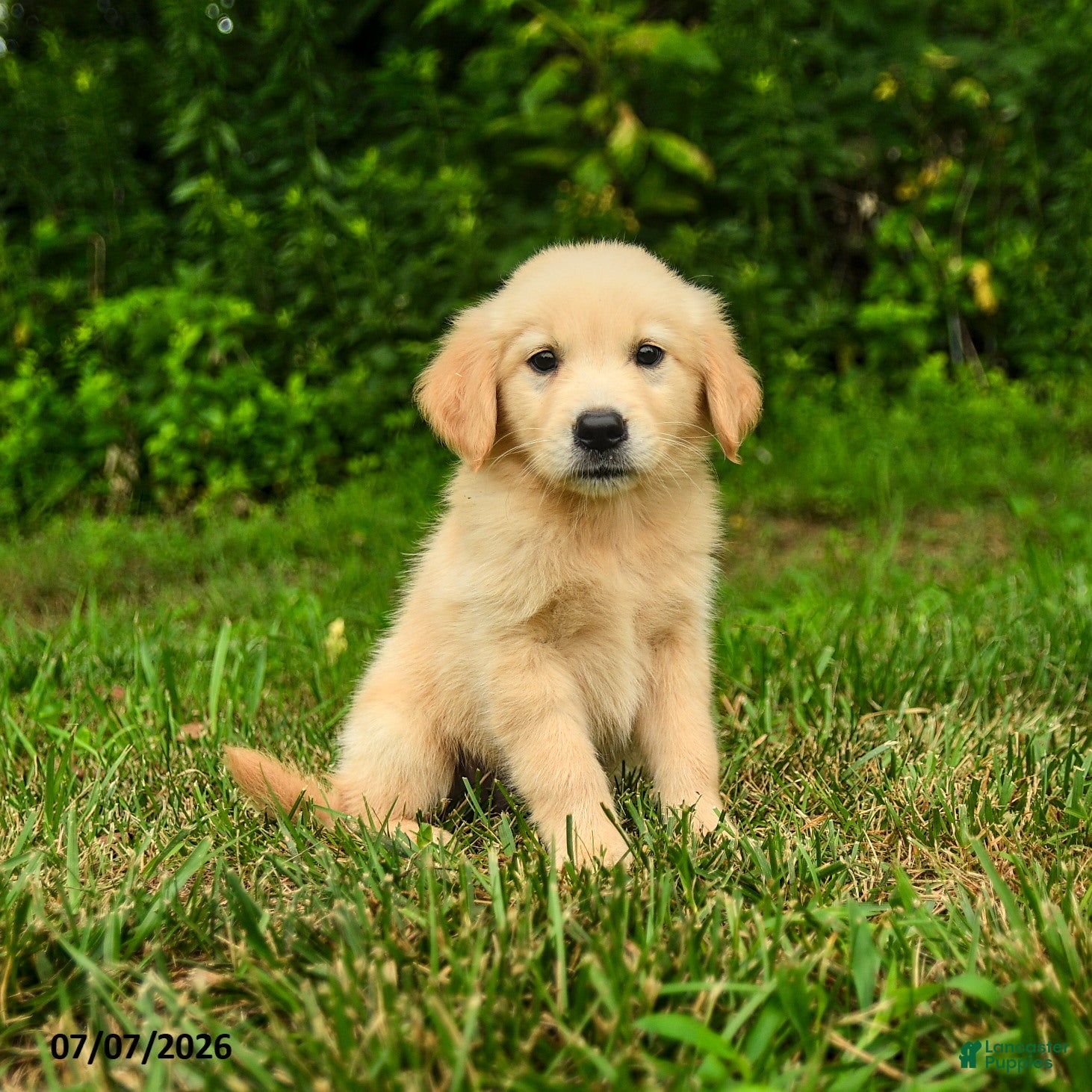 Golden Retriever dogs Mirta  - Ad 2