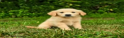 Golden Retriever dogs for sale: Mirta  - Ad 2