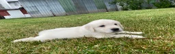 Golden Retriever dogs for sale: Louie - Ad 7