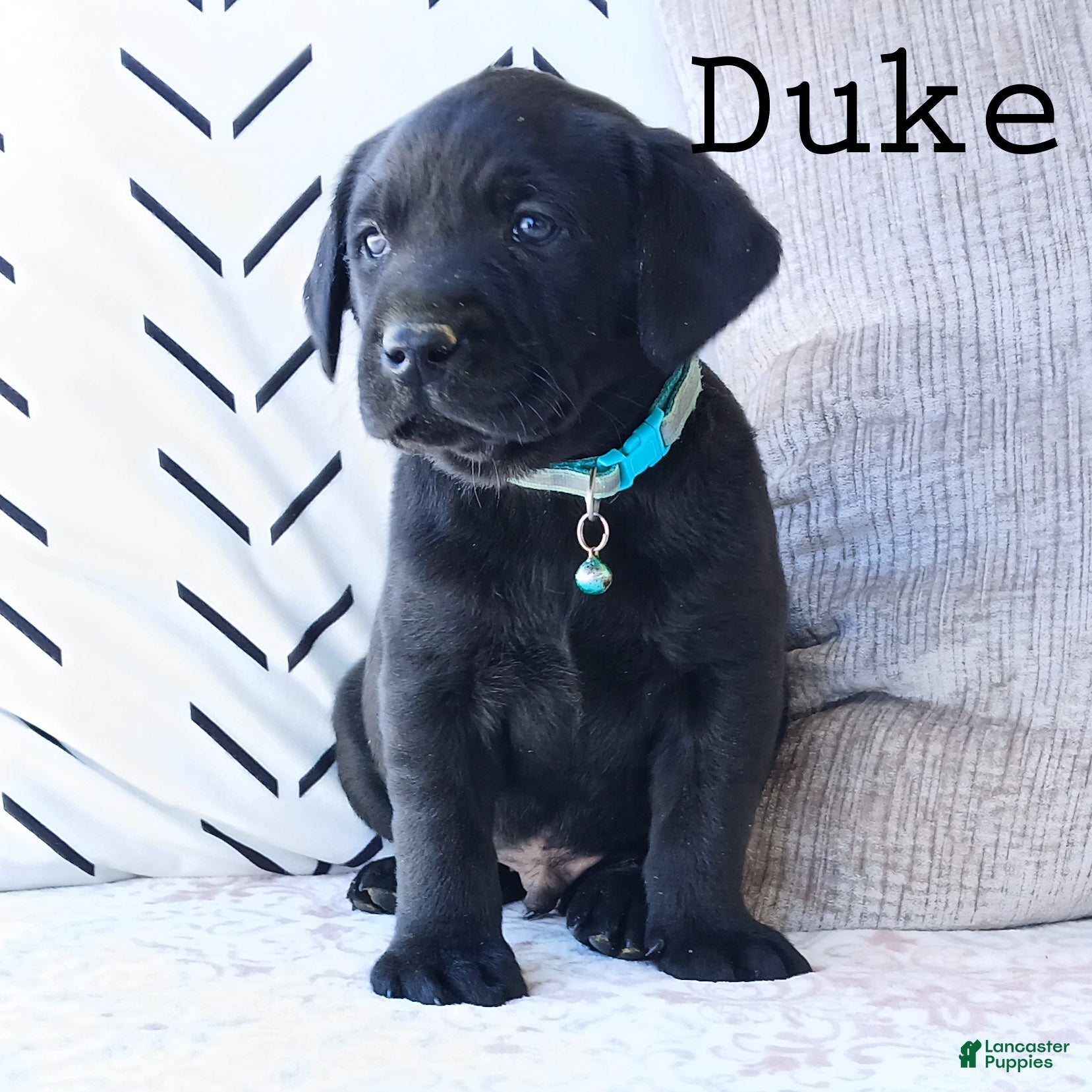 Labrador Retriever dogs DUKE - Ad 10