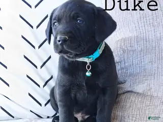 Labrador Retriever dogs DUKE - Ad 10