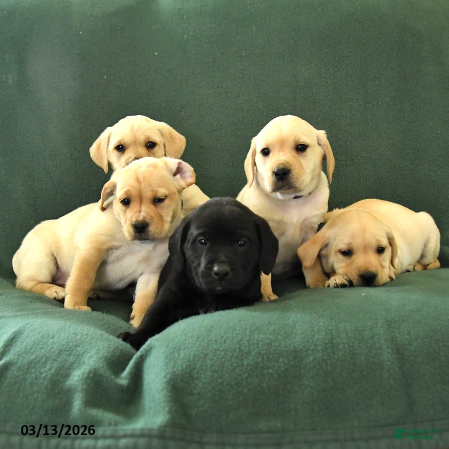 Mixed Breed dogs Monty - Ad 2