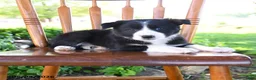 Border Collie dogs for sale: Livia - Ad 5