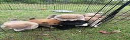 Mixed Breed dogs for sale: Goldie - Ad 3