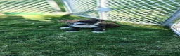 American Pit Bull Terrier dogs for sale: American Pit Bull Terrier 2 - Ad 15