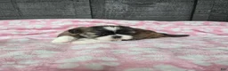 Mixed Breed dogs for sale: Shinese Daisy Duke - Ad 3