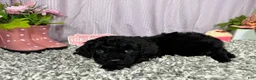 Miniature Poodle dogs for sale: Miniature Poodle 2 - Ad 4