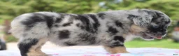 Mixed Breed dogs for sale: Ruby blue eyes merle - Ad 11