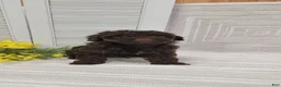 Cockapoo dogs for sale: Rusty - Ad 1
