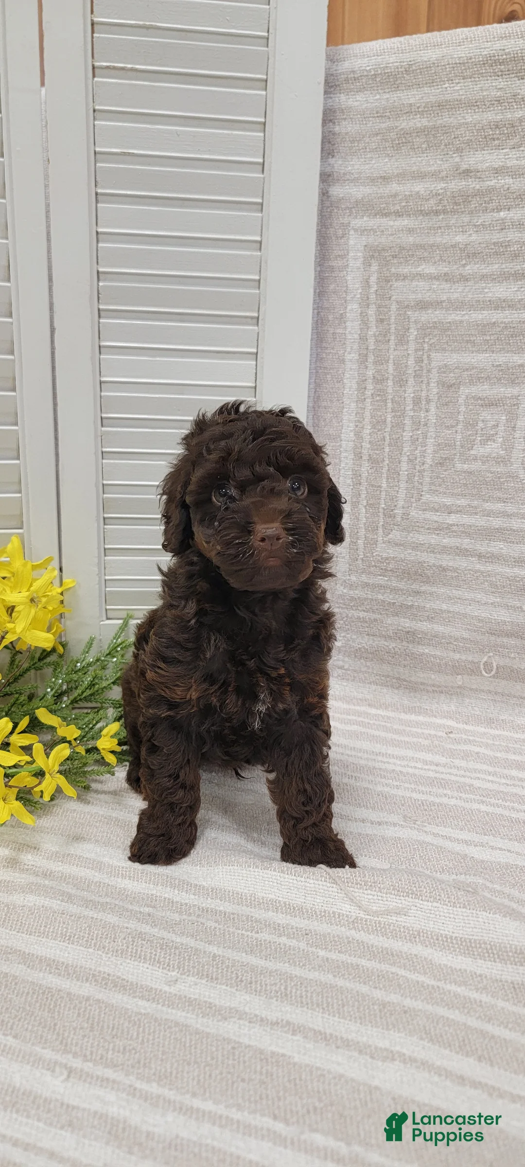 Cockapoo dogs for sale: Rusty - Ad 1