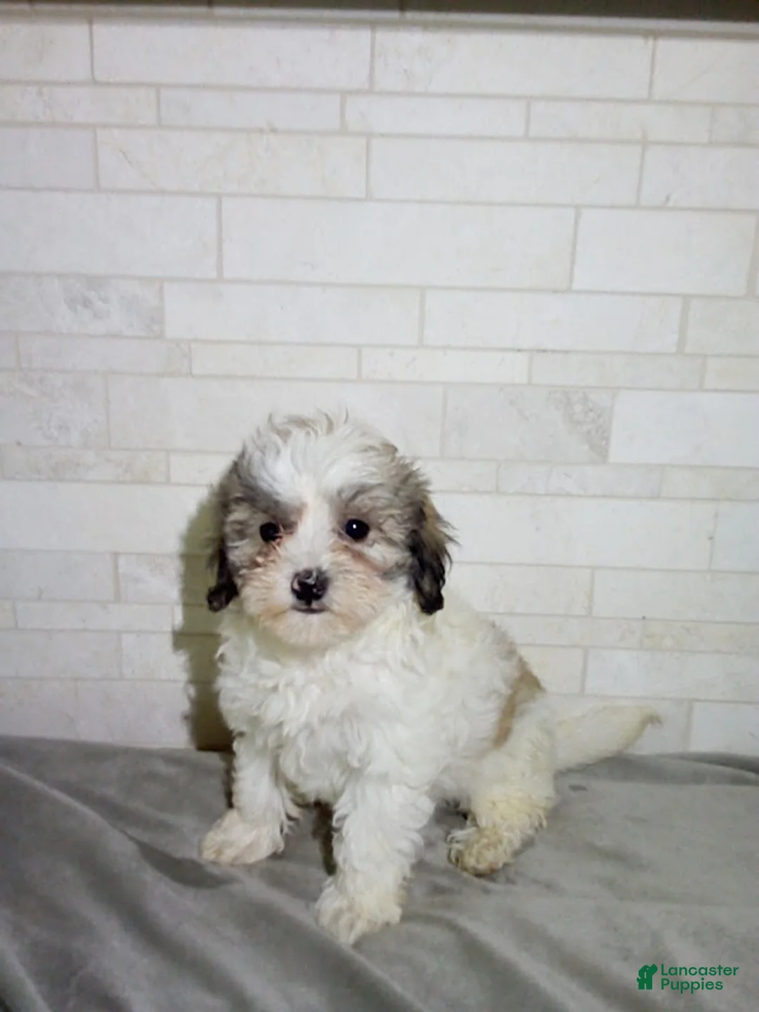 Maltipoo dogs for sale: Penny - Ad 3