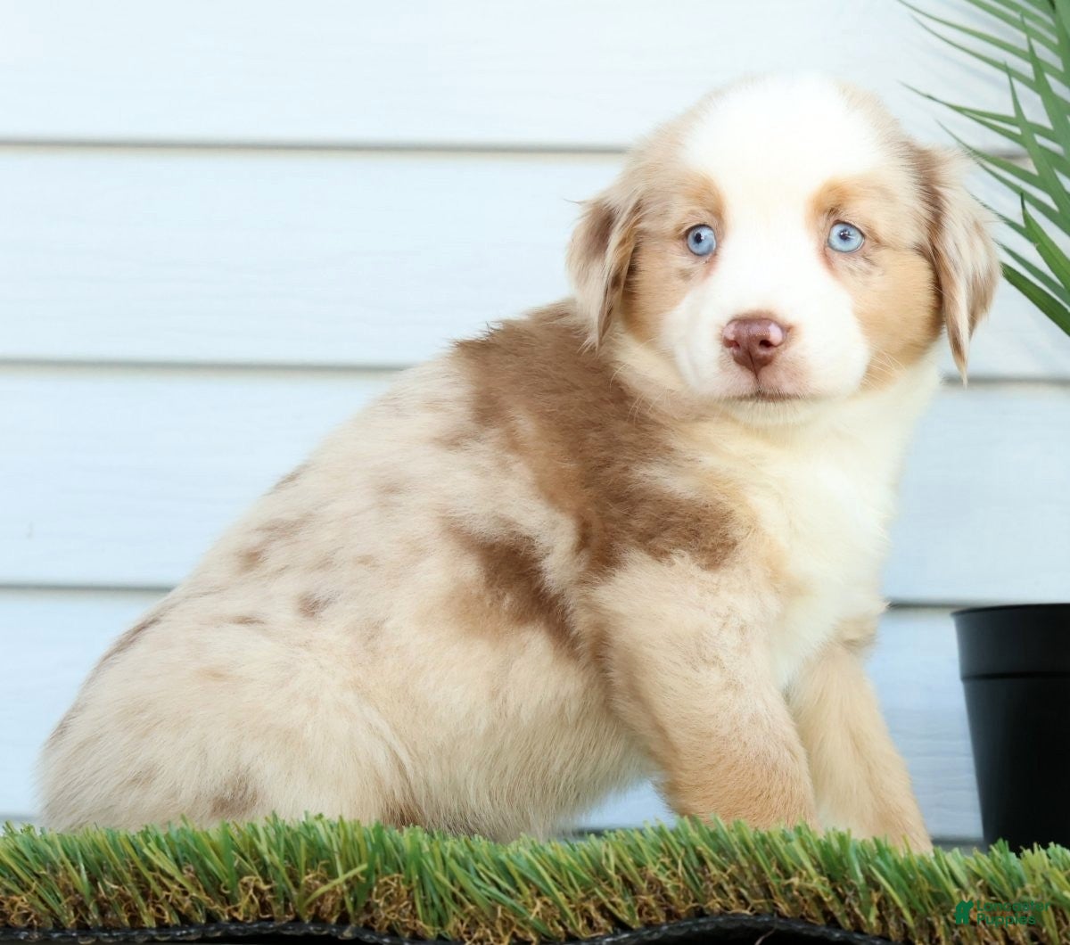 Miniature Australian Shepherd dogs for sale: Tulip - Ad 4