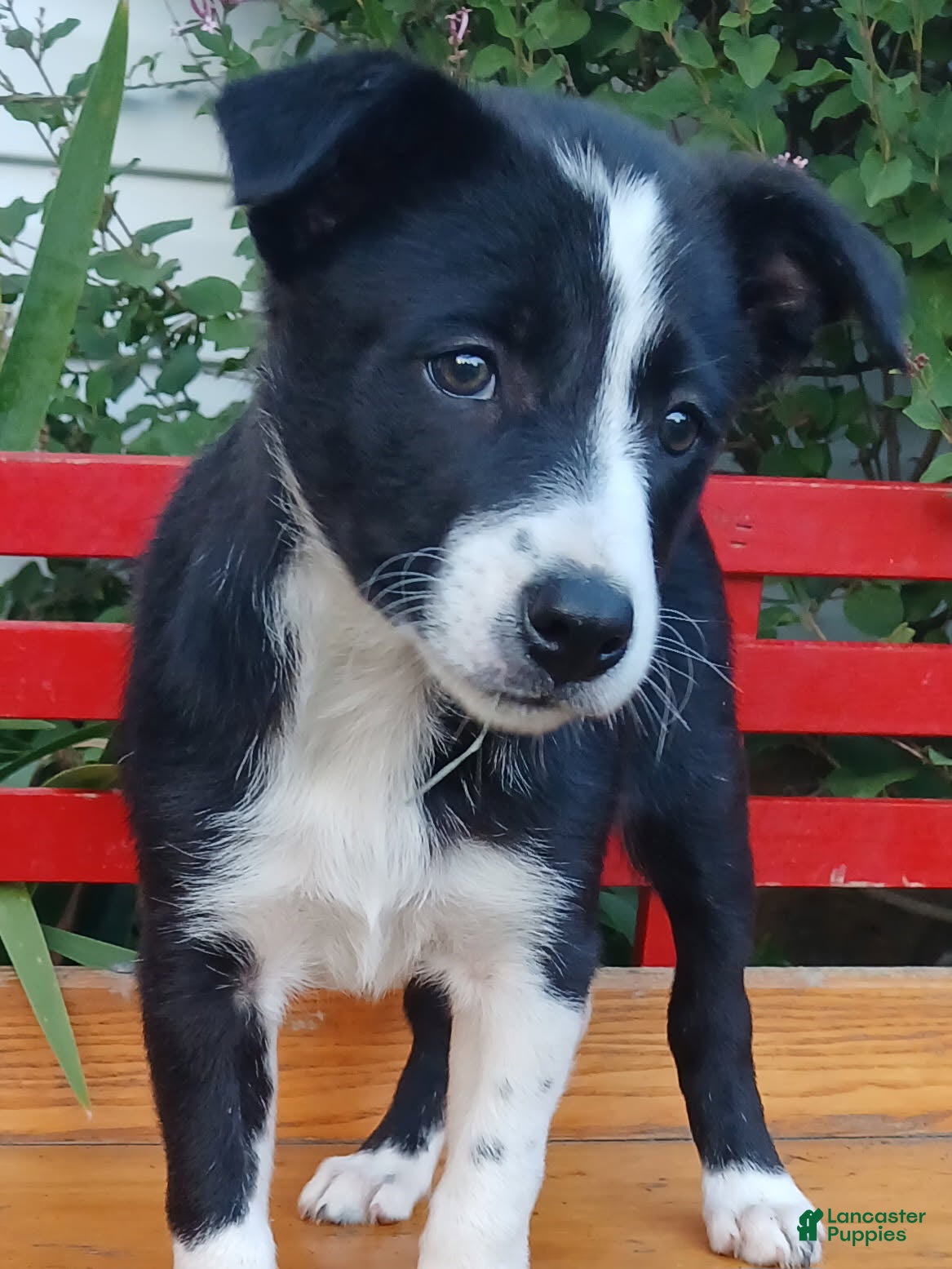 Border Collie dogs Bow - Ad 2