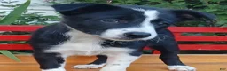 Border Collie dogs for sale: Bow - Ad 2