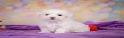 Maltese dogs for sale: Peanut - Ad 5