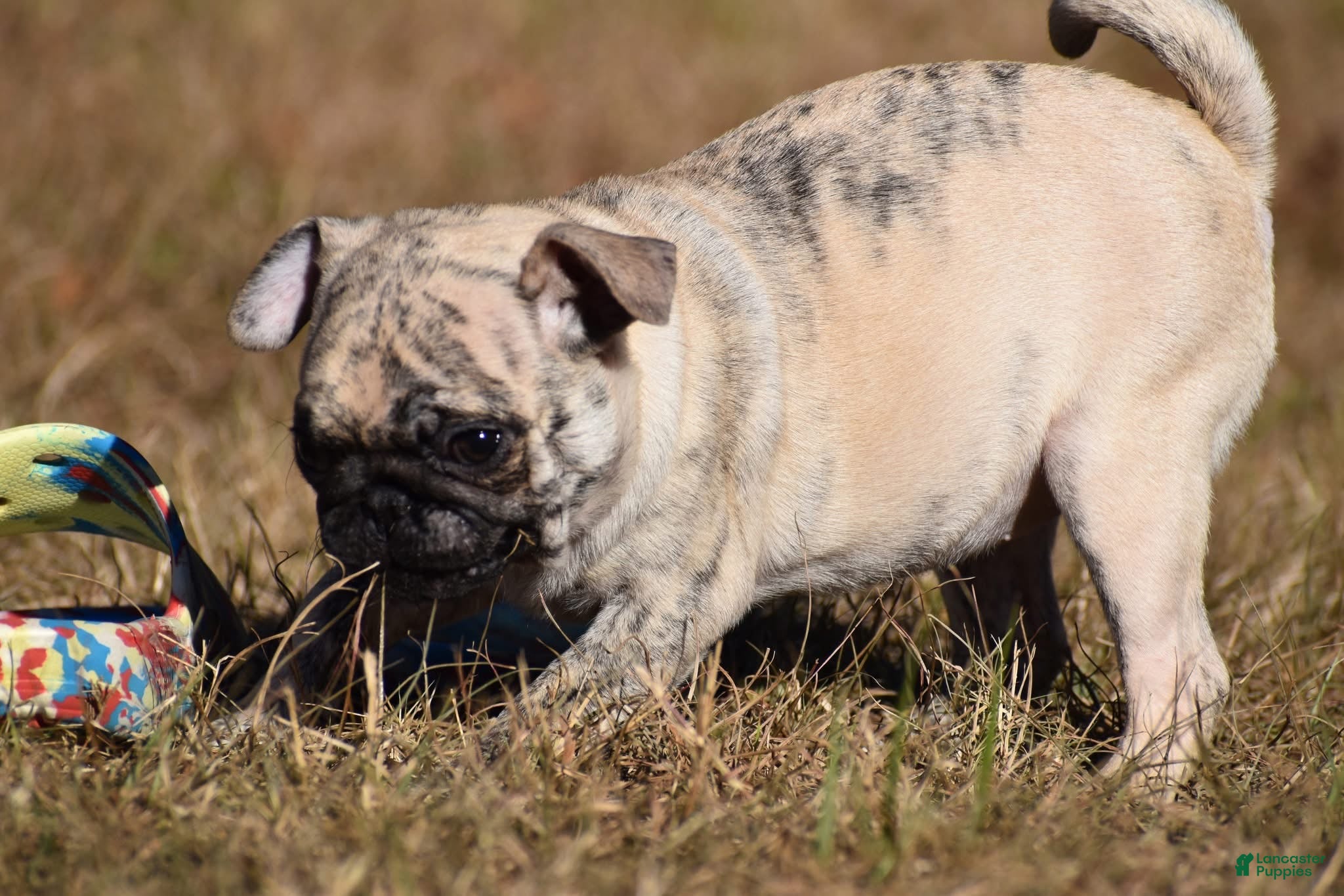 Pug dogs Pug Puppy Honeycrisp - Ad 2