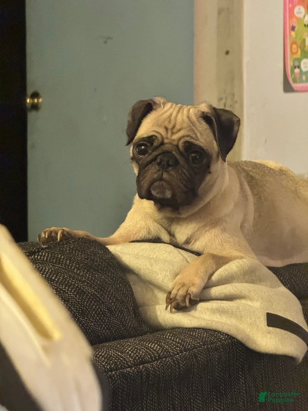 Pug dogs for sale: Pug Puppy 3 - Ad 2