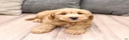 Mini Goldendoodle dogs for sale: Diesel - Ad 8
