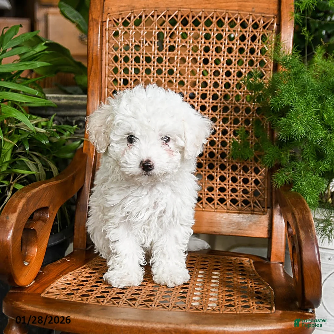 Maltipoo dogs for sale: King - Ad 3