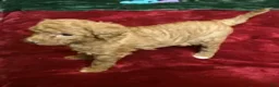 Mini Goldendoodle dogs for sale: Ginger - Ad 6