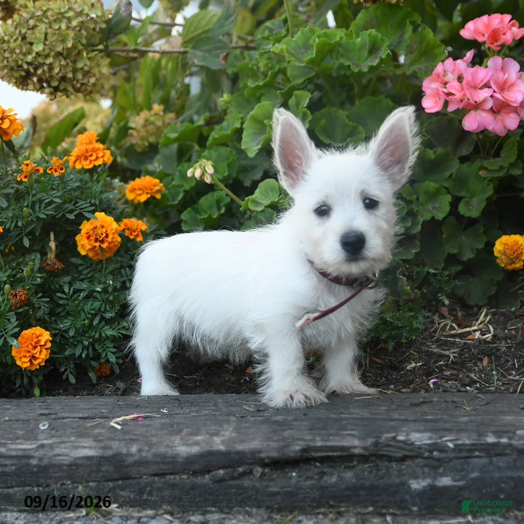 West Highland Terrier dogs for sale: Dolly - Ad 2
