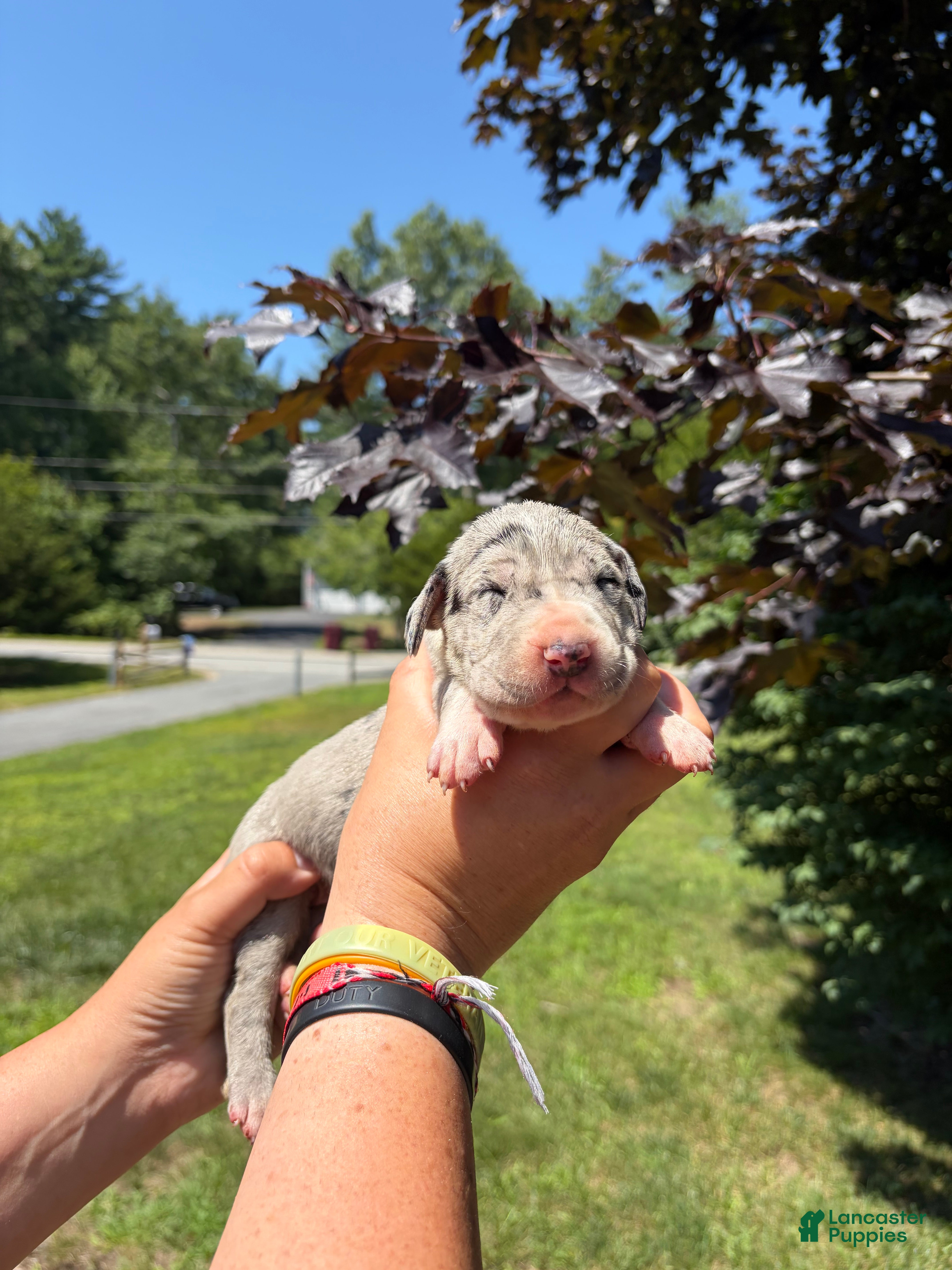 Great Dane dogs Oakley - Ad 1