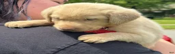 Labrador Retriever dogs for sale: Labrador Retriever Puppy 1 - Ad 14
