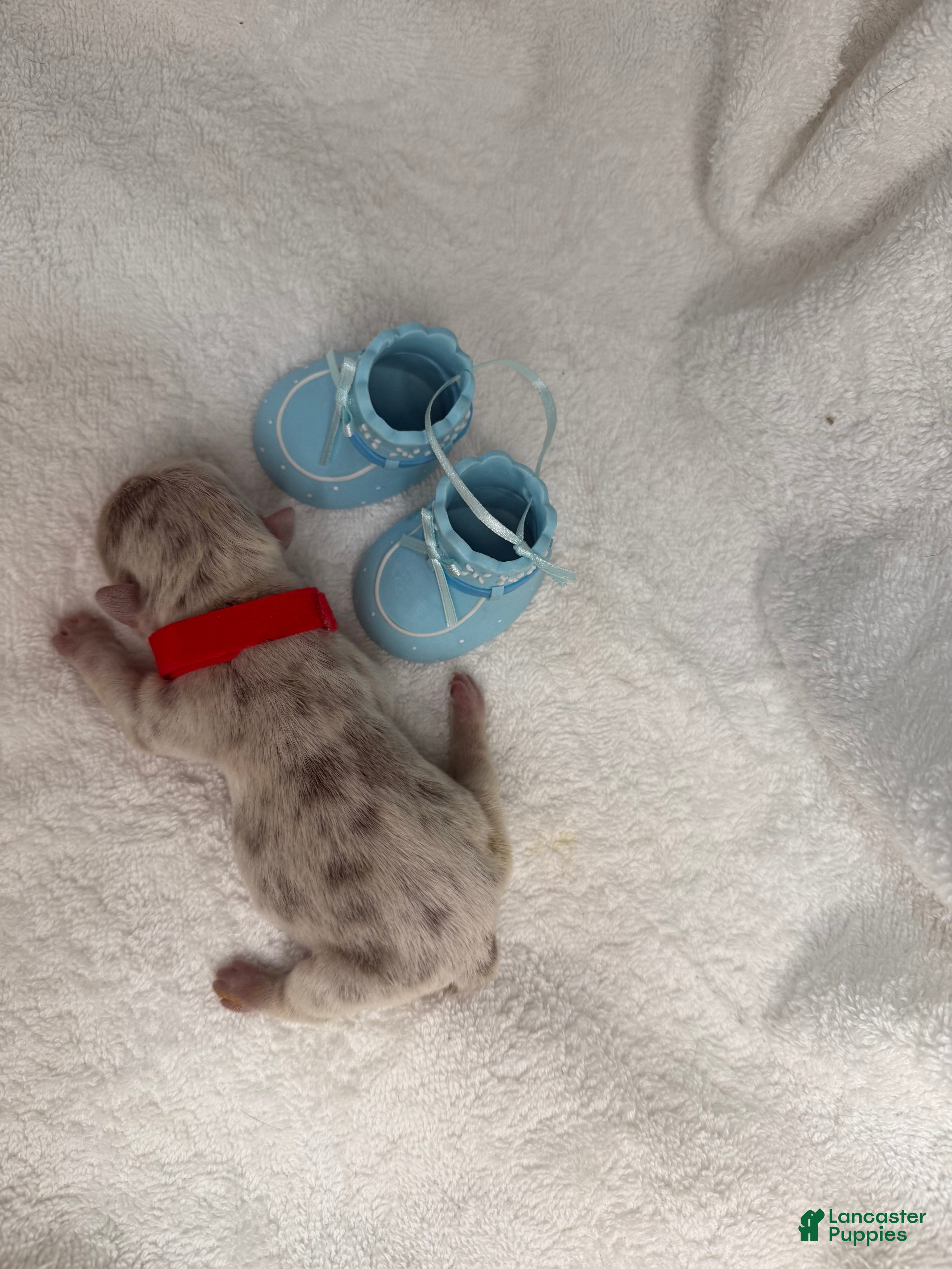 French Bulldog dogs  Puppy 3 - Ad 23