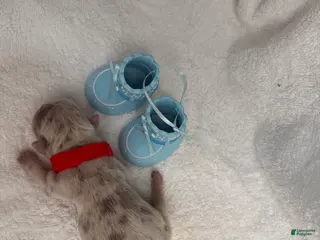 French Bulldog dogs Puppy 3 - Ad 23