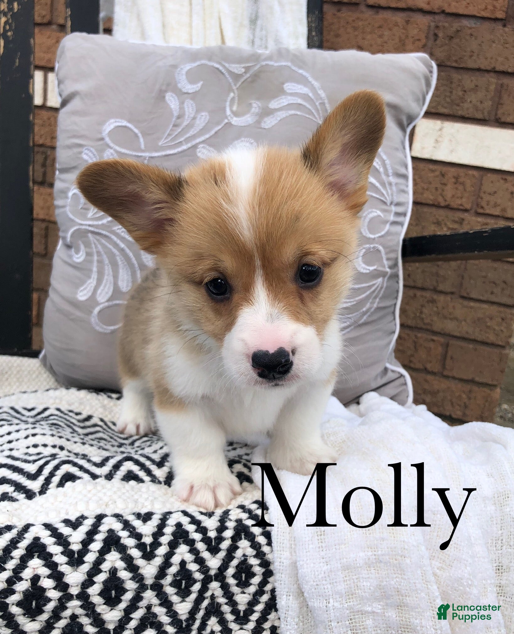 Welsh Corgi Pembroke dogs Molly - Ad 2