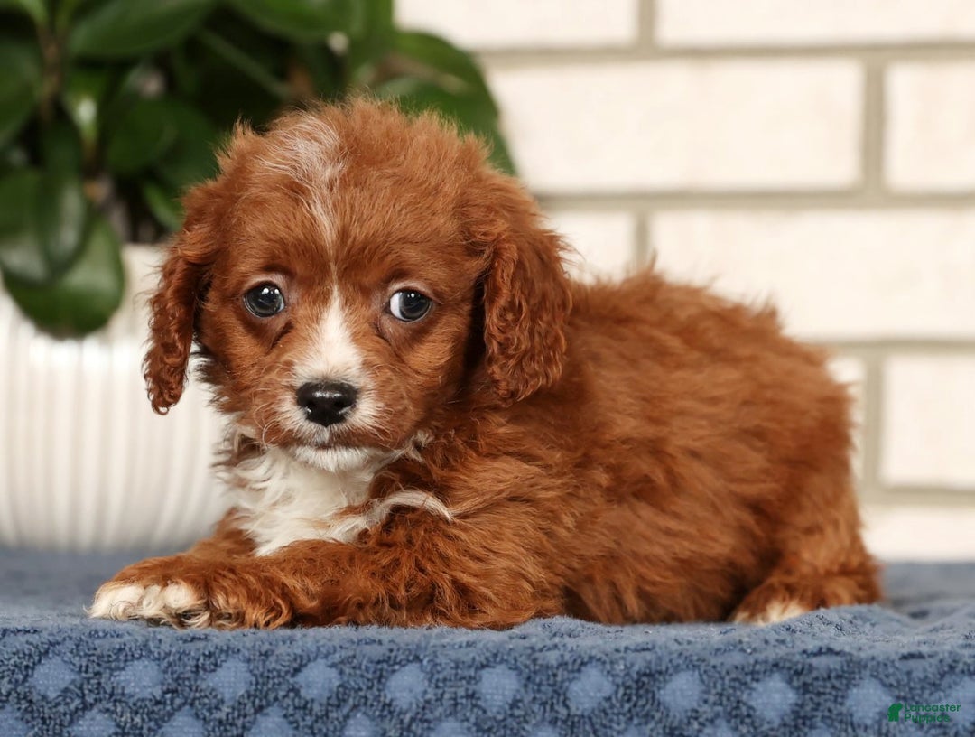 Cavapoo dogs for sale: Duane - Ad 4