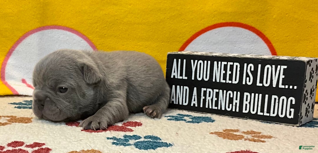 French Bulldog dogs for sale: River  - Ad 28