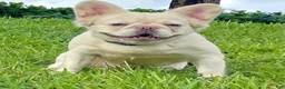 French Bulldog dogs for sale: Omarion - Ad 3