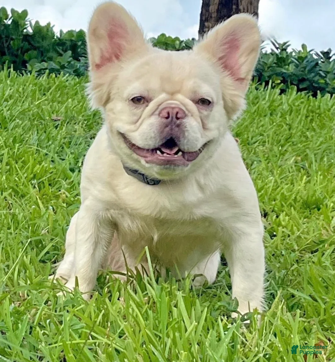French Bulldog dogs for sale: Omarion - Ad 3